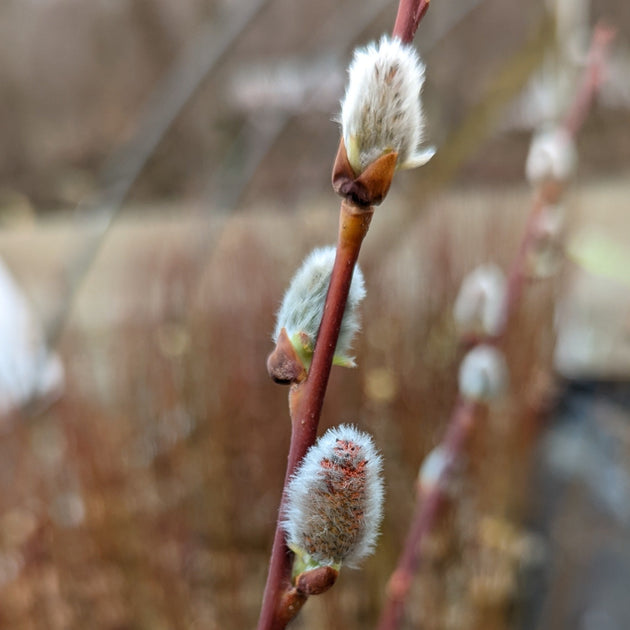 Salix discolor - pussy willow – American Beauties Native Plants