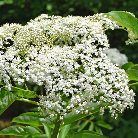 Sambucus canadensis x 'Wyldewood' - Wyldewood Elderberry