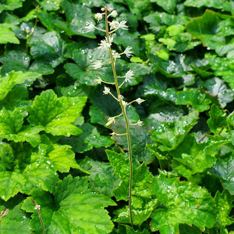 Tiarella cordifolia - Foamflower