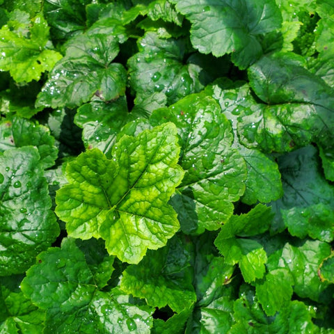 Tiarella cordifolia - Foamflower