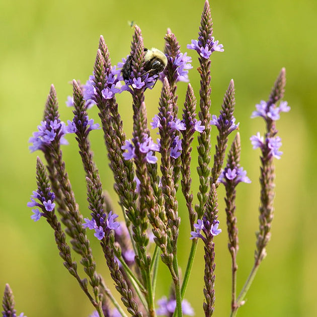 Buy Blue Vervain or Swamp Verbena at your local garden center ...