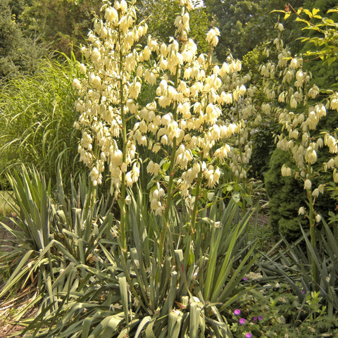 Yucca filamentosa - Adam's Needle