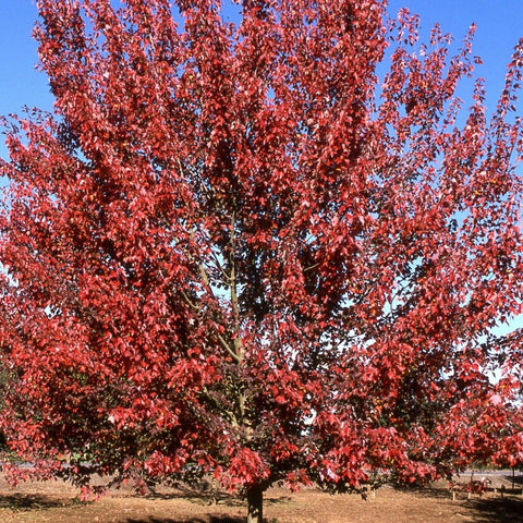 Acer rubrum 'Autumn Flame' - Red Maple