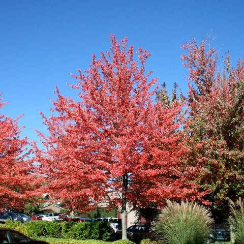Acer rubrum 'Red Sunset' - Red Maple