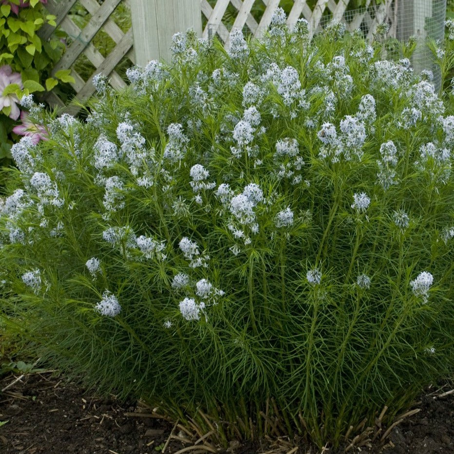 Buy Threadleaf bluestar at your local garden center! – American