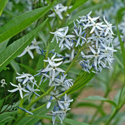 Amsonia tabernaemontana var. salicifolia - Eastern bluestar