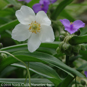 Anemone canadensis - Windflower