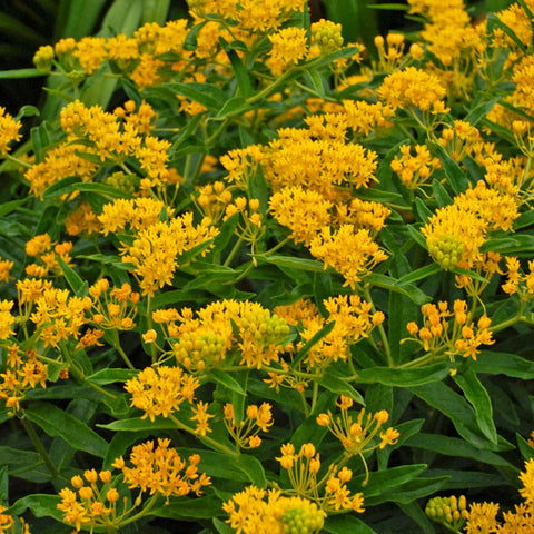 Asclepias tuberosa 'Hello Yellow' - Butterfly Weed