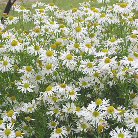 Boltonia asteroides var. latisquama 'Snowbank' - False Aster or White Doll's Daisy