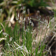 Carex pensylvanica - Pennsylvania Sedge