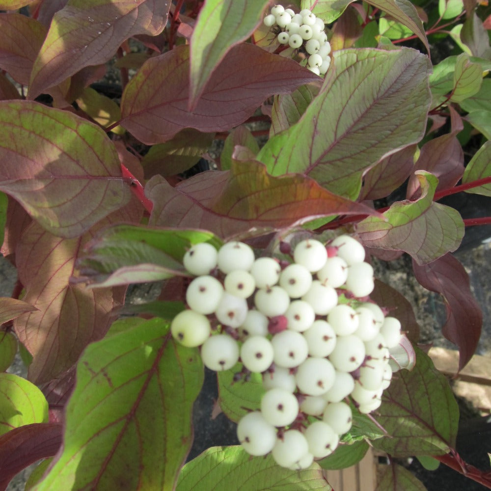Cornus sericea 'Baileyi'