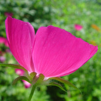 American Beauties Native Plants