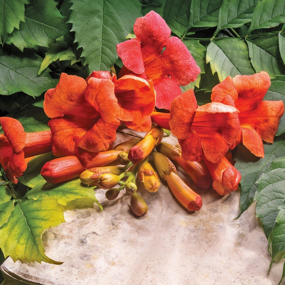 Campsis radicans