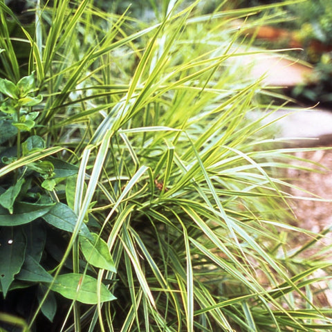Carex muskingumensis 'Oehme' - Palm Sedge