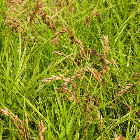 palm sedge plant Buy Palm Sedge at your local garden center! – American Beauties Native Plants