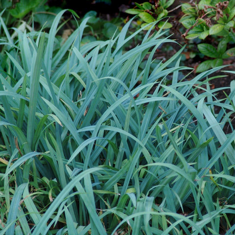 Carex laxiculmis 'Hobb' - Bunny Blue® Sedge