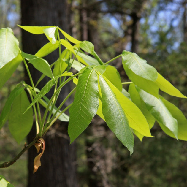 Carya ovata shagbark hickory American Beauties Native Plants