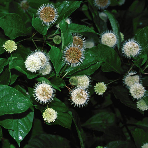 Cephalanthus occidentalis - Button Bush