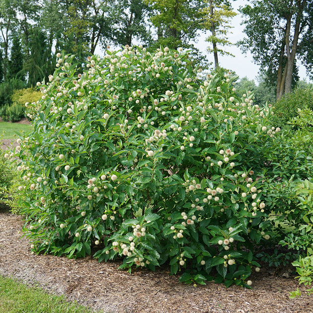 Buy Button Bush at your local garden center! – American Beauties Native ...