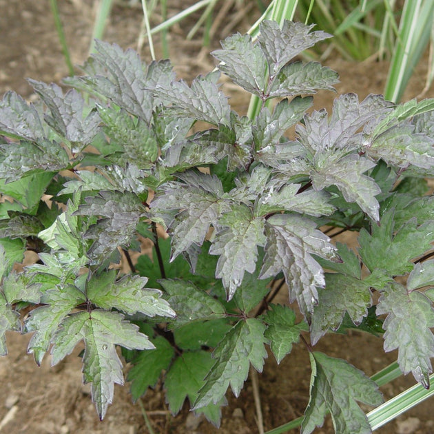 Buy Bugbane at your local garden center! – American Beauties Native Plants