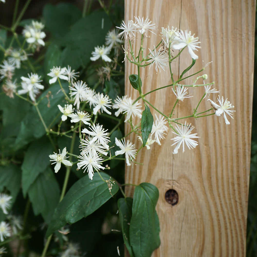 wcs ピンラリー　ピンズ　ハバタクカミ Clematis virginiana - old man's beard – American Beauties Native