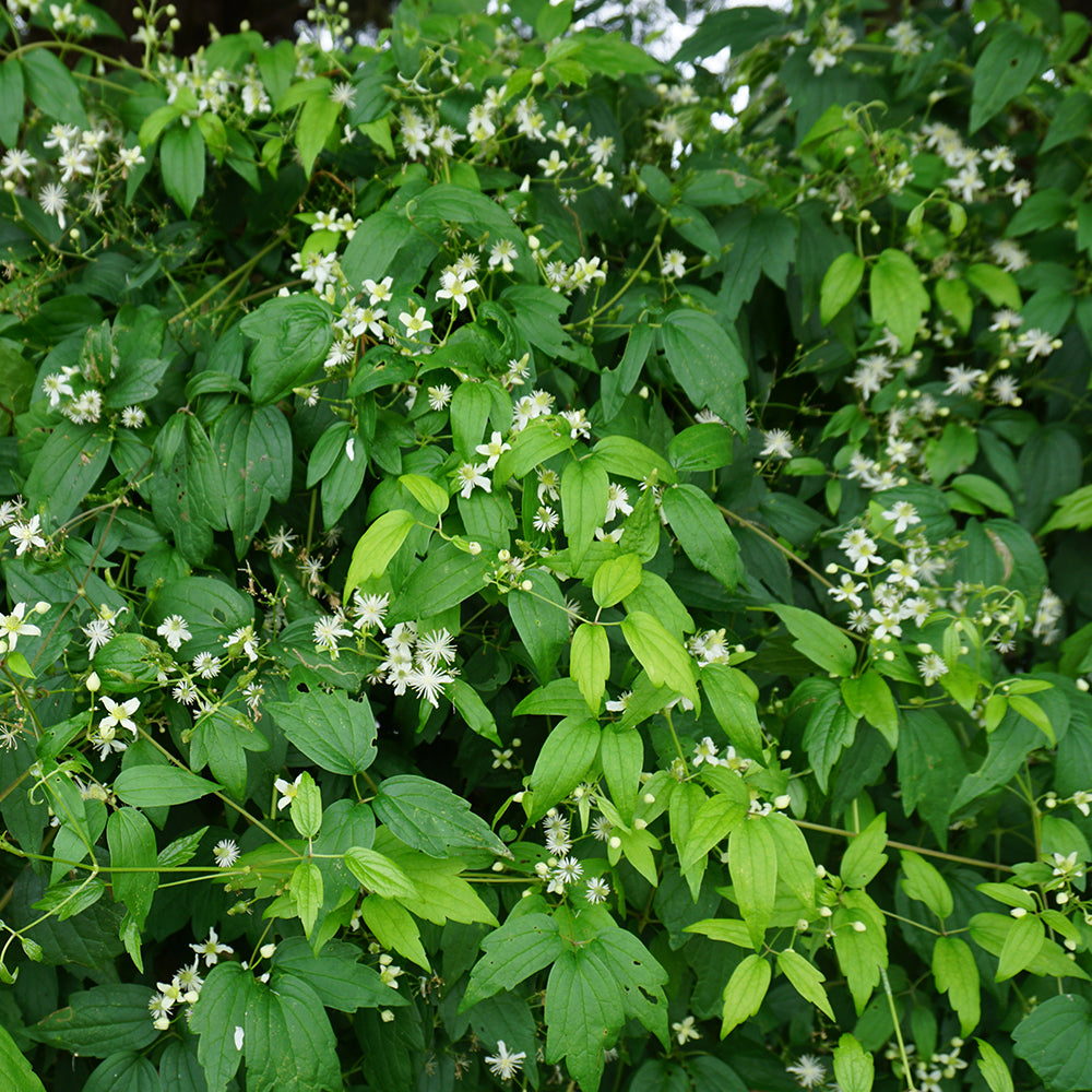 Clematis virginiana - old man's beard – American Beauties Native