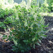 Clethra alnifolia - Summer Sweet Sweet Pepper Bush