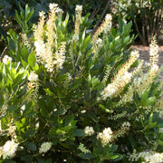 Clethra alnifolia 'Hummingbird' - Hummingbird Summer Sweet