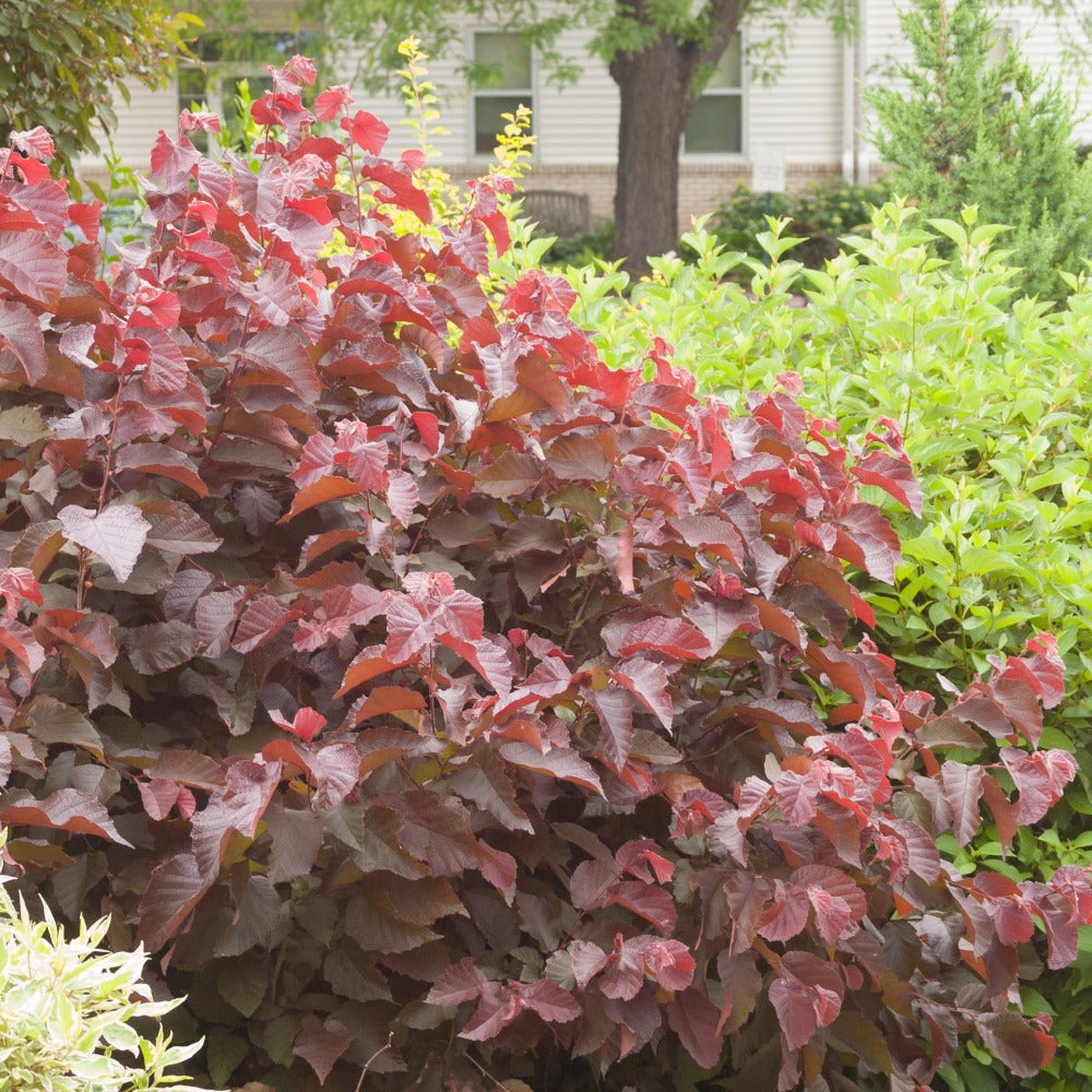 ゴテンクス　ベリーレア Corylus_Purpleleaf_Bailey_Sele