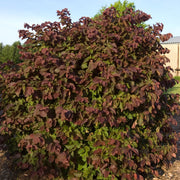 Corylus americana 'Purpleleaf Bailey Select' - Purpleleaf Bailey Select American Hazelnut