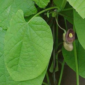 Aristolochia macrophylla - Dutchman's pipe