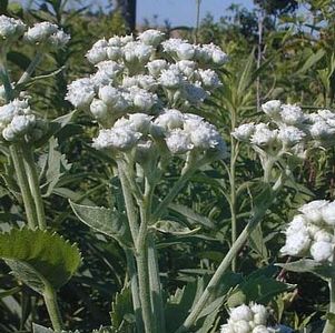 Parthenium integrifolium - Wild Quinine,American Feverfew