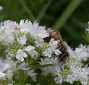 Pycnanthemum virginianum - Virginia mountain mint