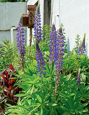 Blue Lupine (Lupinus Perennis) Growing Wild In Alaska Stock Photo - Foto 6