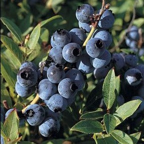 Vaccinium angustifolium 'Brunswick' - Lowbush Blueberry