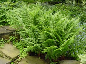 anthurium filix femina Buy Lady Fern at your local garden center! – American Beauties Native Plants