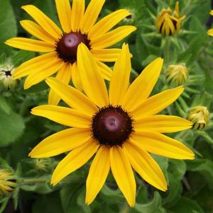 Rudbeckia hirta - black-eyed Susan