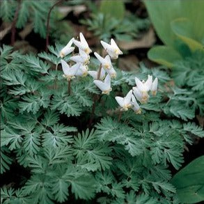 Dicentra cucullaria - Dutchman's Breeches