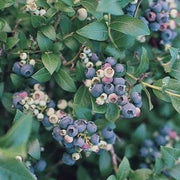 Vaccinium corymbosum 'Blue Jay' - Highbush Blueberry