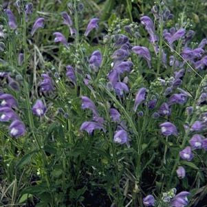 Scutellaria incana - Downy Scullcap