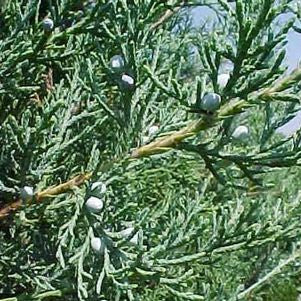 Juniperus virginiana 'Burkii' - Burkii Red Cedar