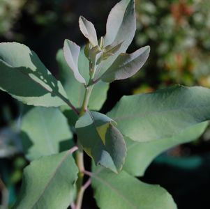 Buy Dusty Zenobia at your local garden center! – American Beauties ...