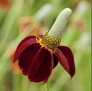 Ratibida columnifera 'Red Midget' - Mexican Hat Plant