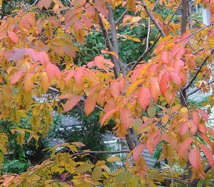 Carpinus caroliniana - American hornbeam