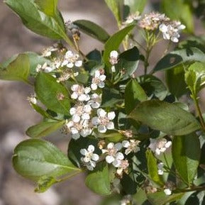 Aronia melanocarpa - black chokeberry