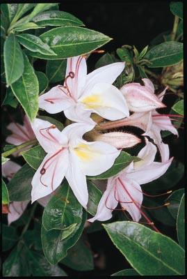 Rhododendron arborescens - Sweet Azalea, Smooth Azalea