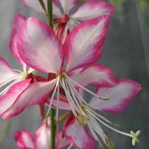 Gaura lindheimeri 'Rosy Jane' - Rosy Jane wand flower