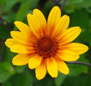 Heliopsis helianthoides 'Summer Sun' - smooth oxeye