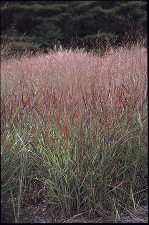 Panicum virgatum 'Haense Herms' - Switchgrass