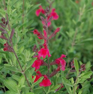 Salvia greggii 'Furman's Red' - Furman's Red Texas Sage